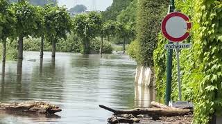 200524 Hochwasser am Rhein [upl. by Millan]