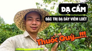 Cây Dạ cẩm Vị thuốc quý hỗ trợ chữa đau dạ dày hiệu quả  DƯỢC LIỆU HOÀ BÌNH 0976836586 [upl. by Airtened]