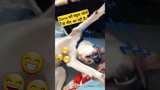 Copper toh Dushman hai😂😂copper zorro bhukamp sleepingdog relex funnyvideos shorts [upl. by Mcgee665]