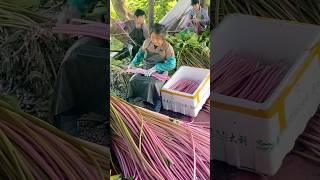 Water LILY Harvest Time Brings Beauty shorts satisfyingvideo [upl. by Charline624]