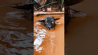 cow taking bath bull cowfarm cowcows dairyfarm viral [upl. by Mala]