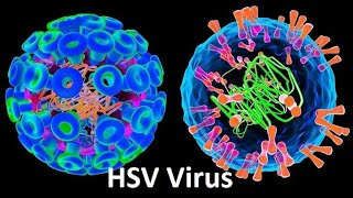 Herpes Simplex Virus HSV Types Symptoms and Effective Treatments [upl. by Lavotsirc]