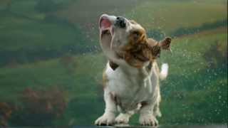 Secret Life of Dogs Basset hound shakes off water in ultra slow motion [upl. by Ecirtak]