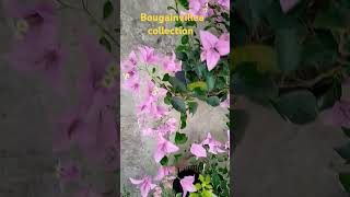 Collection of different varieties bougainvilleas Please subscribe 🙏 my channel for more videos 🙏 [upl. by Gladis]