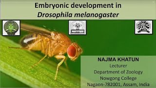 Embryonic Development in Drosophila melanogaster [upl. by Aleiram]