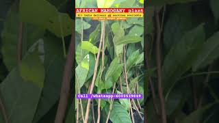 AFRICAN MAHOGANY PLANTS 🌱 mahogany mahoganywood tamilnadu maharashtra farming andrapradesh [upl. by Farhi]