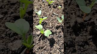 Easy Gardening Radishes [upl. by Anerec]