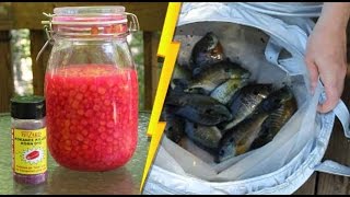 Secret fish bait and 8 portable livewell [upl. by Laroy]