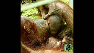 Newborn Baby Orangutan In Moms Arms shorts heartwarming [upl. by Nodyarb598]