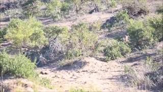 Leopard vs Steenbok Who will it be [upl. by Annahc]