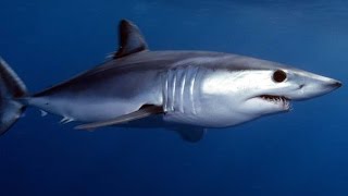 Facts The Mako Shark [upl. by Cheke]