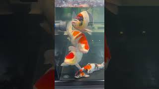 The Best Koi Aquarium That Ive Ever Seen [upl. by Llewoh]