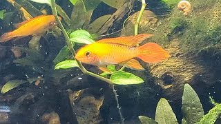 Apistogramma Agassizii Fire Red [upl. by Ja657]