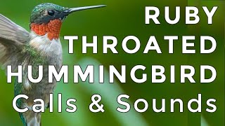 Rubythroated Hummingbird Calls and Sounds 2024  The TWO noises these birds make [upl. by Ahseila]