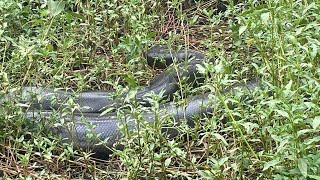 ENCONTRAMOS UMA SUCURI GIGANTE PEGANDO SOL CAÃ‡ADORES DE ANACONDAS EPISÃ“DIO1 [upl. by Ietta]