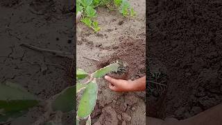 How to grow dragon fruit plant  dragon plant  fruit  shorts  viral shorts  nature  Pk Rose Gar [upl. by Peale]