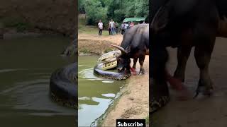 A buffalo python eats a snake youtubeshorts [upl. by Finn]