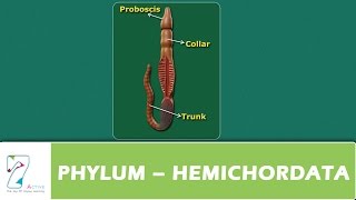 PHYLUM – HEMICHORDATA [upl. by Oicaro8]