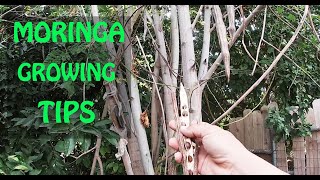 The SECRET To Growing MORINGA  Propagation Tips [upl. by Assenahs]