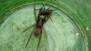 UK Mouse Spider vs Wolf Spider [upl. by Aseen168]