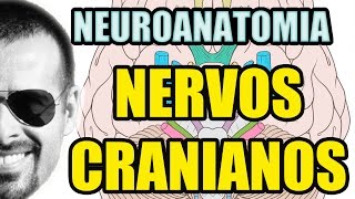 Nervos Cranianos  Sistema Nervoso Neuroanatomia  Anatomia Humana  Vídeo Aula 129 [upl. by Murat]