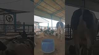 Veterinarians veterinary medicine DVM dvm veterinary veterinaria livestock dairy cow [upl. by Nnyw647]