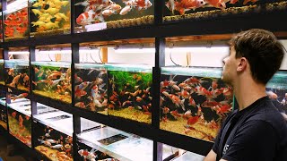 GOLDFISH Breeding Facility at Home  In Depth Tour [upl. by Sualk297]