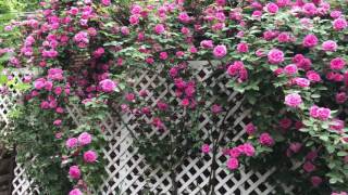 A huge climbing rose on trellis [upl. by Sateia]