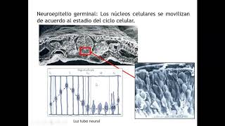 Desarrollo SN 2 Histogénesis [upl. by Lynnet]