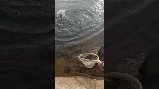 Lahontan Cutthroat Lasso  lofi fishing trout india [upl. by Dugaid]