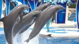 The Complete 2010 SeaWorld quotBlue Horizonsquot Dolphin Show [upl. by Ahseina]