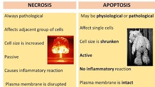 APOPTOSIS PART 2 Necrosis Vs Apoptosis Diagnosis Necroptosis Pyroptosis [upl. by Nabatse]