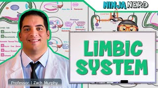 Neurology  Limbic System Anatomy amp Function [upl. by Mellicent108]