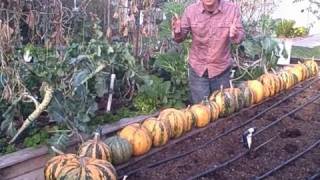 Grow 216 Pounds of Kakai Pumpkins in 15 Square Feet of Space [upl. by Senalda]