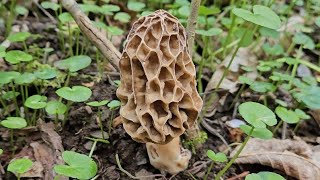 Morilles du 15 Avril 2024 🥰 [upl. by Evadne]