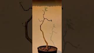 Bunjin style bonsai process bonsai shorts bonsaitree bonsaiindonesia bonsaiart bonsaiworld [upl. by Ordnassela]