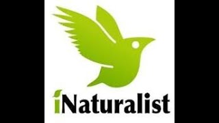 Identify it with the Inaturalist app [upl. by Yrogiarc951]