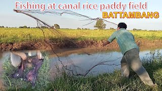 FISHING AT CANAL RICE PADDY FIELD IN BATTAMBANG CAMBODIANATURAL FISH [upl. by Airitac]