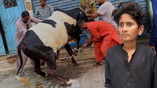 Bakra Eid 1st Day Vlog😳Cow Qurbani😓 [upl. by Rolfston]