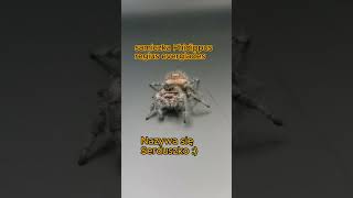 Samiczka Phidippus regius everglades  skakuny pająki phidippus jumpingspider shorts [upl. by Atteloj]