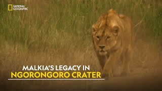 Lions of Ngorongoro  Planet Carnivore  हिंदी  Full Episode  S1  E3  Nat Geo Wild [upl. by Philippa]