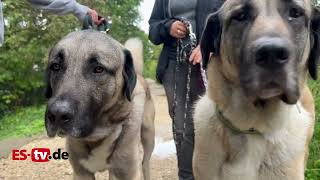 KangalHirtenhunde suchen ein Zuhause  Tierheim Esslingen [upl. by Yahsram]