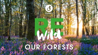 Rewild Our Forests  Durrell London Lecture 2019 [upl. by Qerat933]