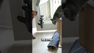 He Learns to Open the Door and PRANKS THE CAT😂 [upl. by Uni]