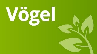 Vögel – Anpassung an den Flug  Biologie  Biologie der Tiere Mittelstufe [upl. by Hayalat]