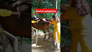 Rectal palpation in cattle by lady veterinary technician shorts drpradipbhandari [upl. by Ahso749]