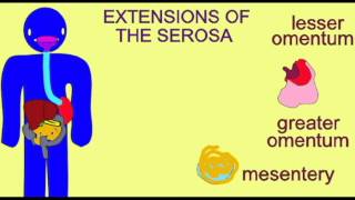 AP2 3 SEROSA OF THE DIGESTIVE TRACT [upl. by Raina881]