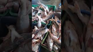 paplet fish Mumbai market [upl. by Yebba247]