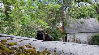 My Cat and a squirrel chatting [upl. by Yllor]