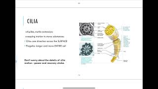 38  Cilia Flagella Microvilli [upl. by Fransis156]